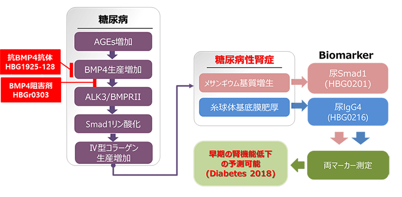 糖尿病性腎症の診断、予防、治療薬の開発